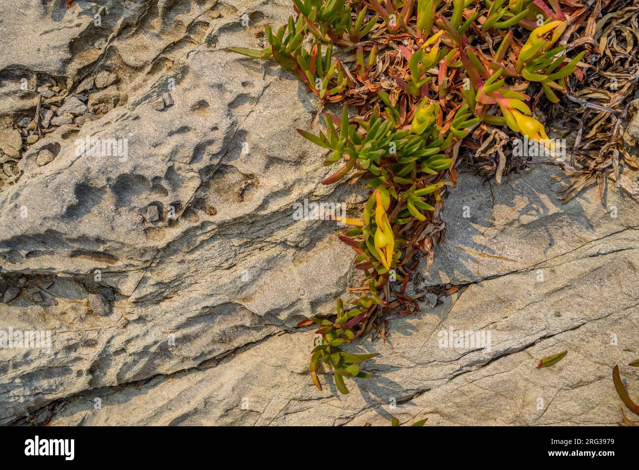 Detail of some rocks with wind erosion in a cove of Port de la Selva in the Cap de Creus cape (Alt Empordà, Girona, Catalonia, Spain) Stock Photo