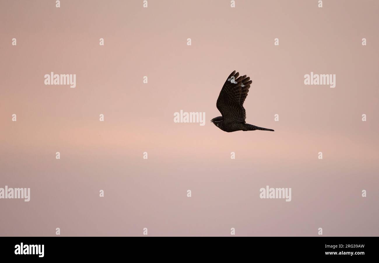 European Nightjar (Caprimulgus europaeus) in flight at sunset at North Zealand, Denmark Stock Photo