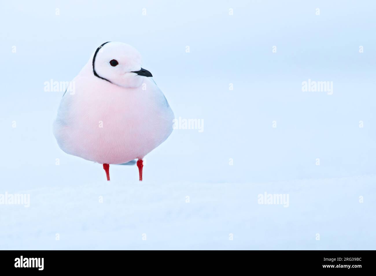 Adult Ross's Gull (Rhodostethia rosea) in breeding plumage standing on ice on the edge of an arctic tundra pond near Barrow in northern Alaska, United Stock Photo