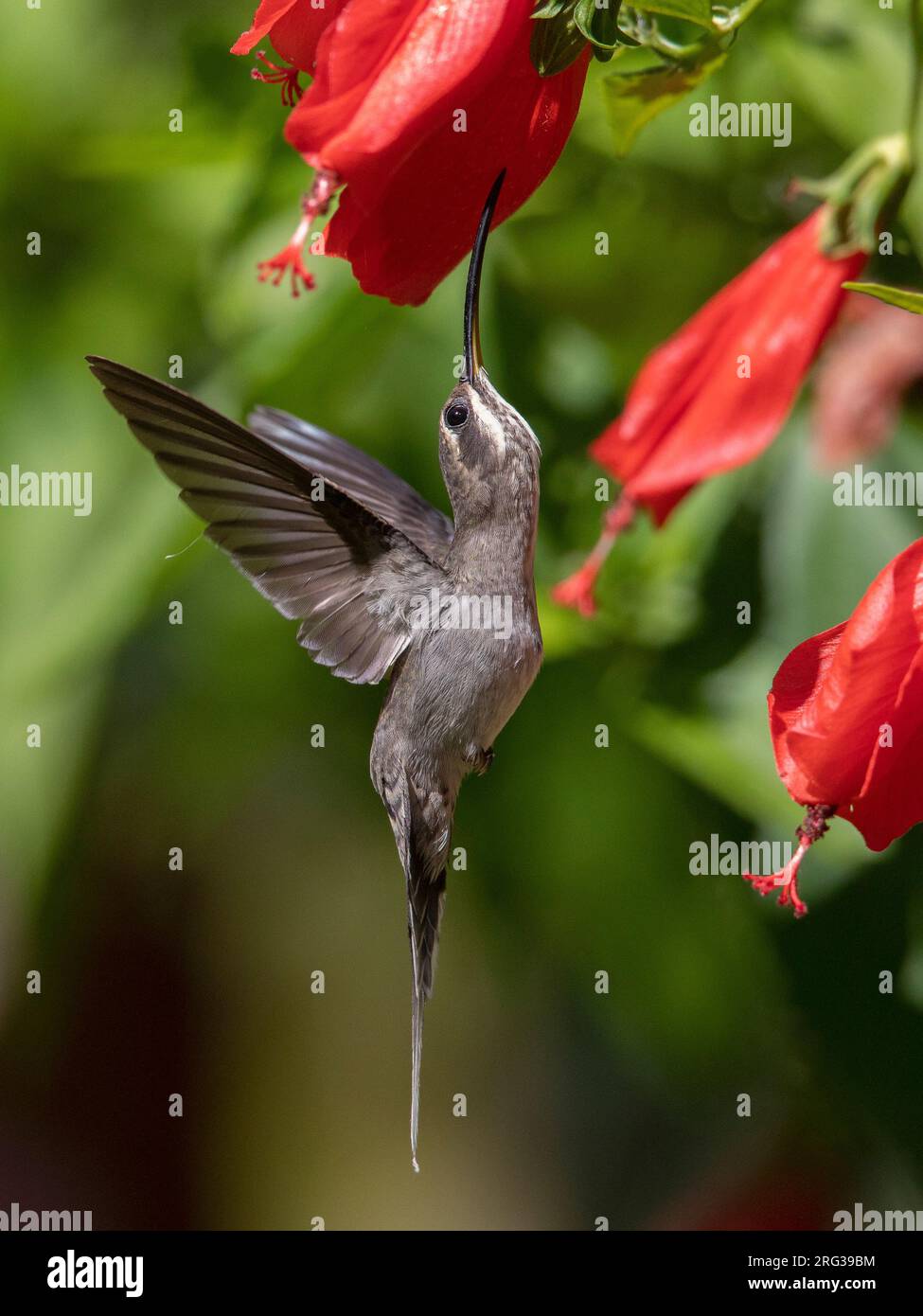 White-bearded Hermit (Phaethornis hispidus) at Tambopata, Peru. Stock Photo