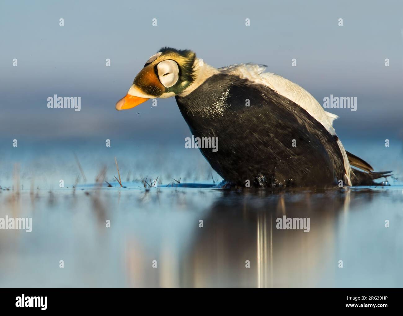 Adult male Spectacled Eider (Somateria fischeri) swimming on an arctic tundra pond near Barrow in northern Alaska, United States. Stock Photo