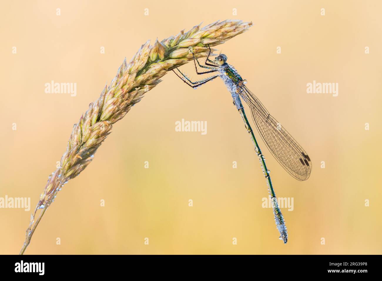 Common Emerald Damselfly, Lestes sponsa Stock Photo - Alamy