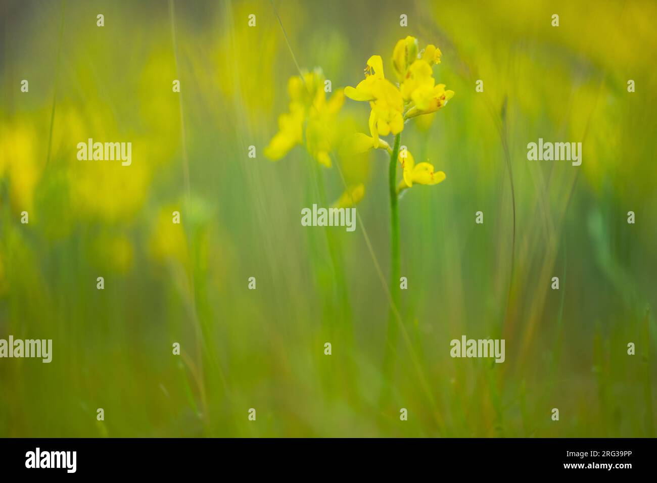 Genista sagittalis, Pijlbrem Stock Photo