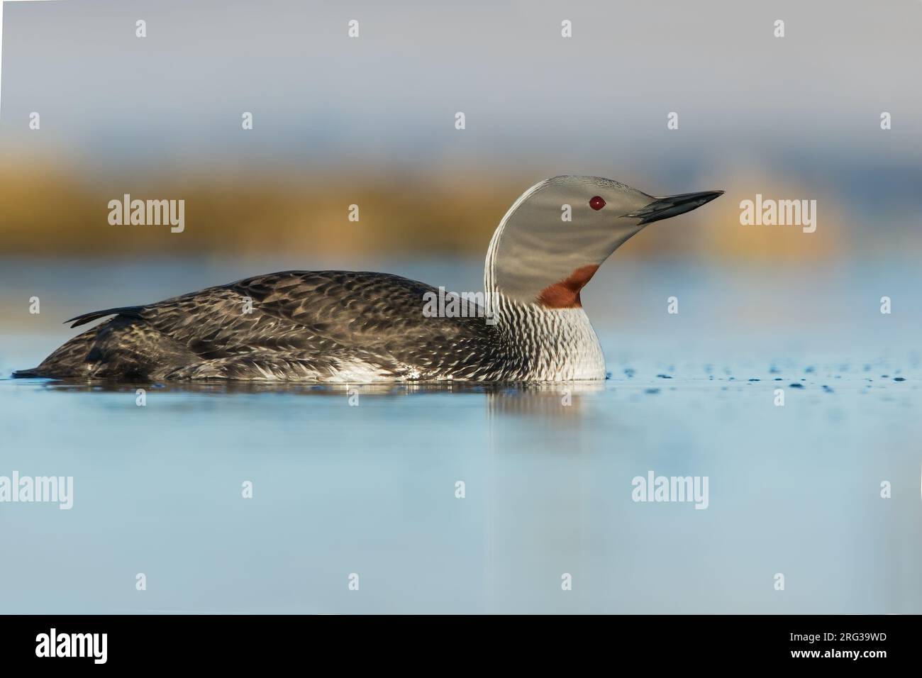 Red-throated Loon (Gavia stellata) in breeding plumage on the arctic tundra near Barrow in northern Alaska, United States. Swimming in a pond. Stock Photo