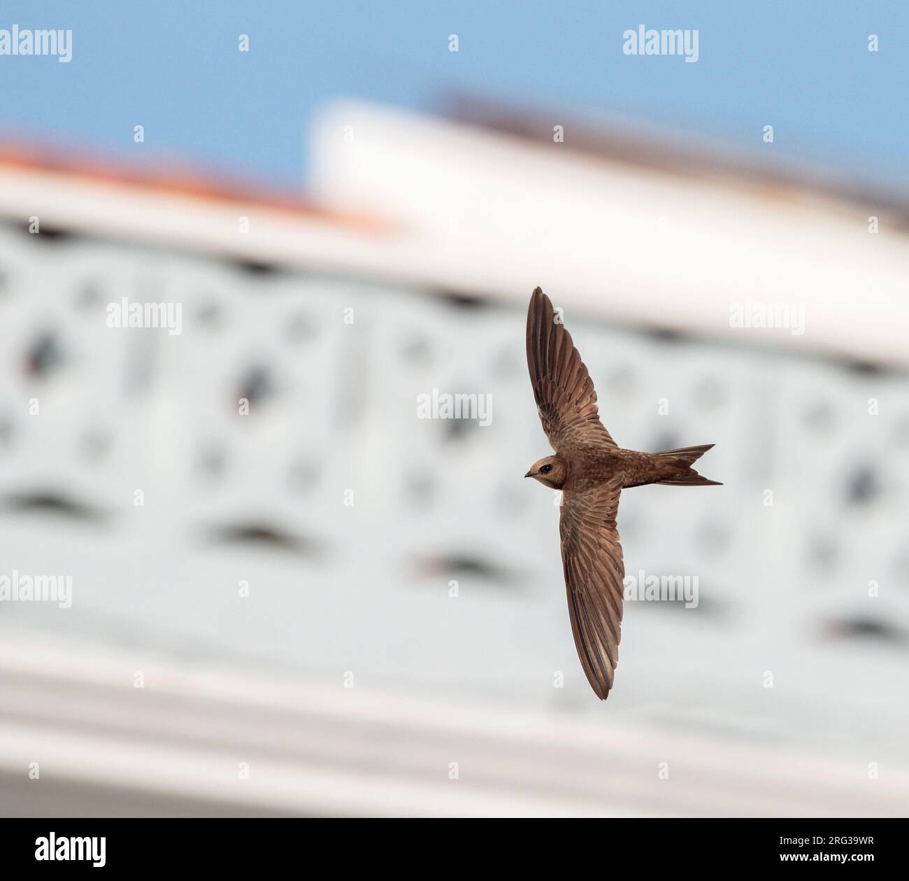 Pallid Swift (Apus pallidus) in flight in Spain. Stock Photo
