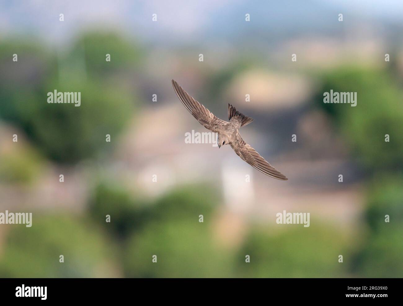 Alpine Swift (Apus melba) in flight in Spain. Stock Photo