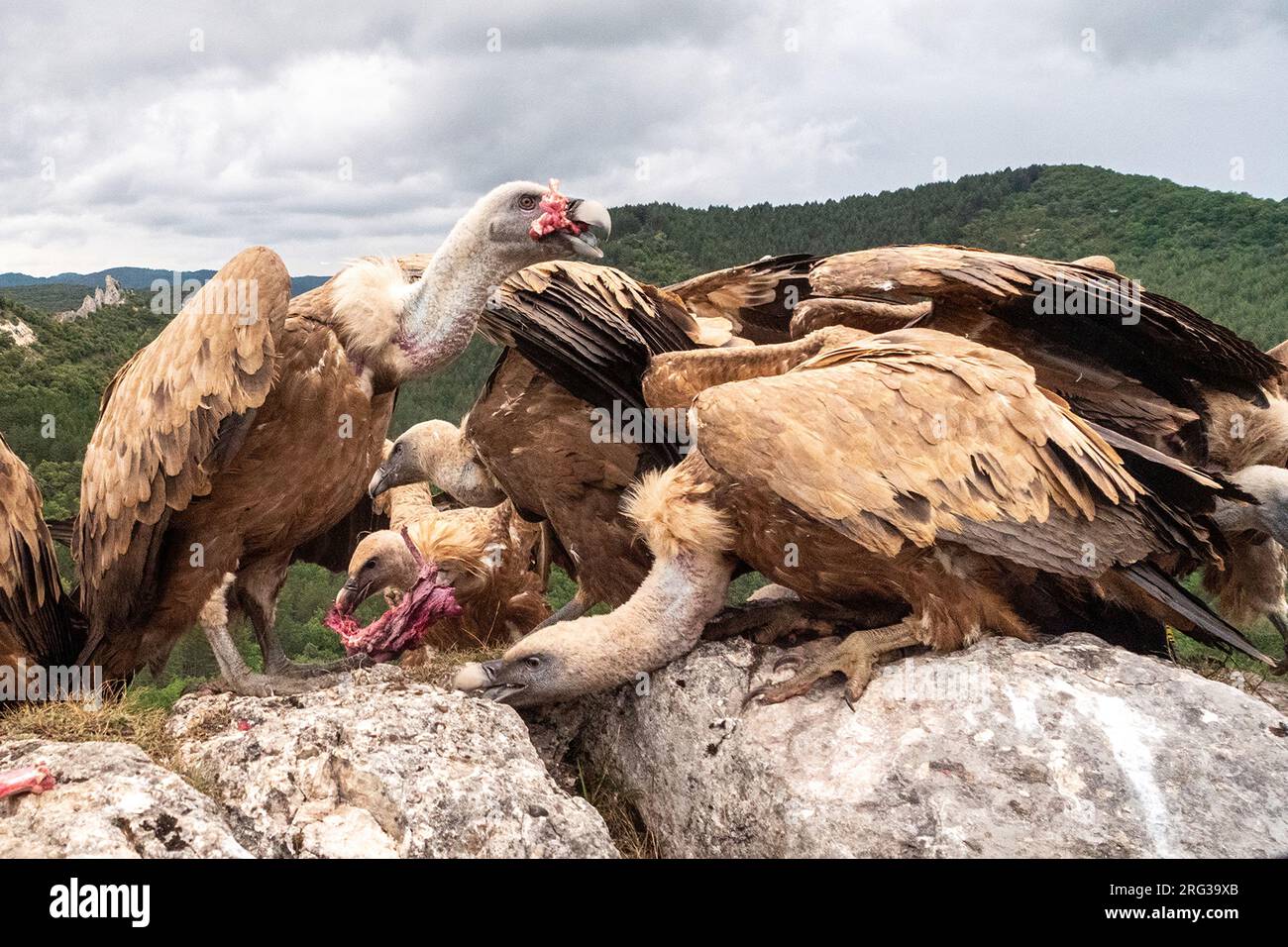 Griffon Vulture, Gyps fulvus. Close-up of some Griffon Vultures eating while other Griffon Vultures are flying in Stock Photo