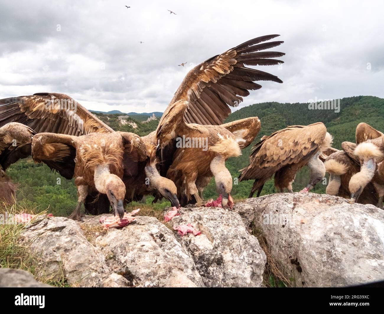 Griffon Vulture, Gyps fulvus. Close-up of some Griffon Vultures eating while other Griffon Vultures are flying in Stock Photo