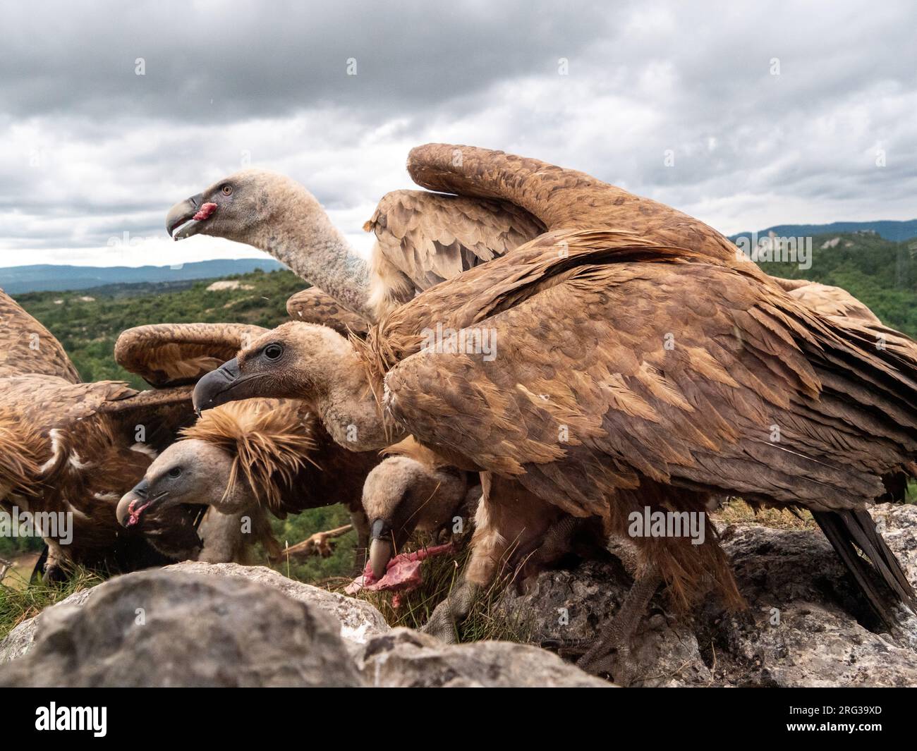 Griffon Vulture, Gyps fulvus. Close-up of some Griffon Vultures eating. Stock Photo
