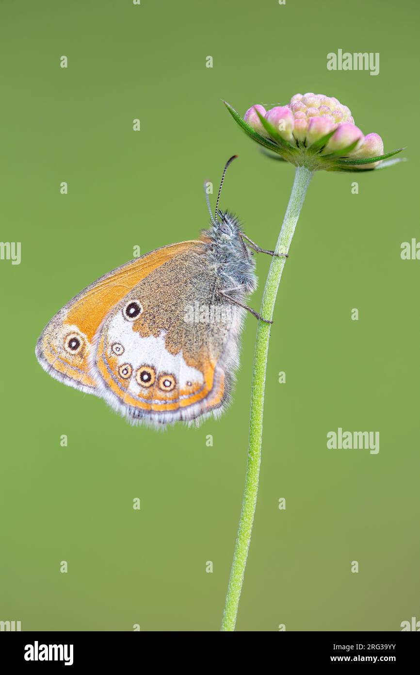 Side view of a Pearly Heath on a flower Stock Photo