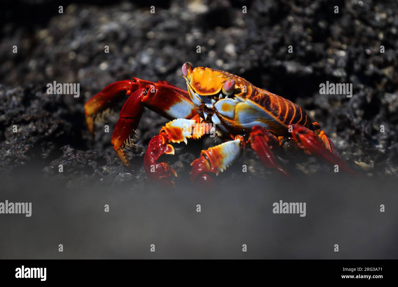 Sally Lightfoot Crab (Grapsus grapsus) on the Galapagos islands ...