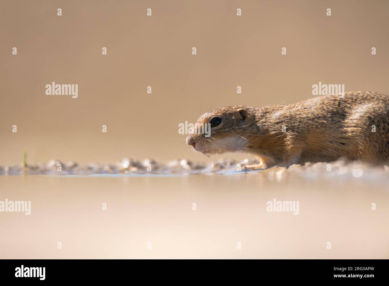 European Souslik (Spermophilus citellus) in Hungary. Also known as European ground squirrel. Drinking water. Stock Photo
