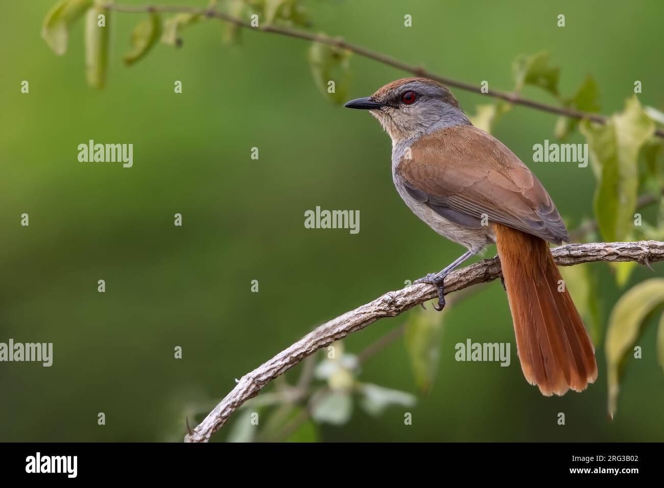 Rufous-tailed Palm Thrush (Cichladusa ruficauda) perched on a branch in Angola. Stock Photo