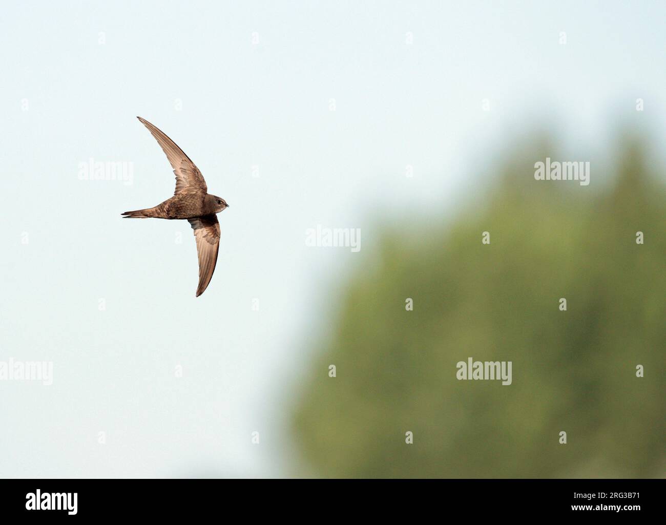 Common Swift (Apus apus) in the Netherlands. In flight Stock Photo - Alamy