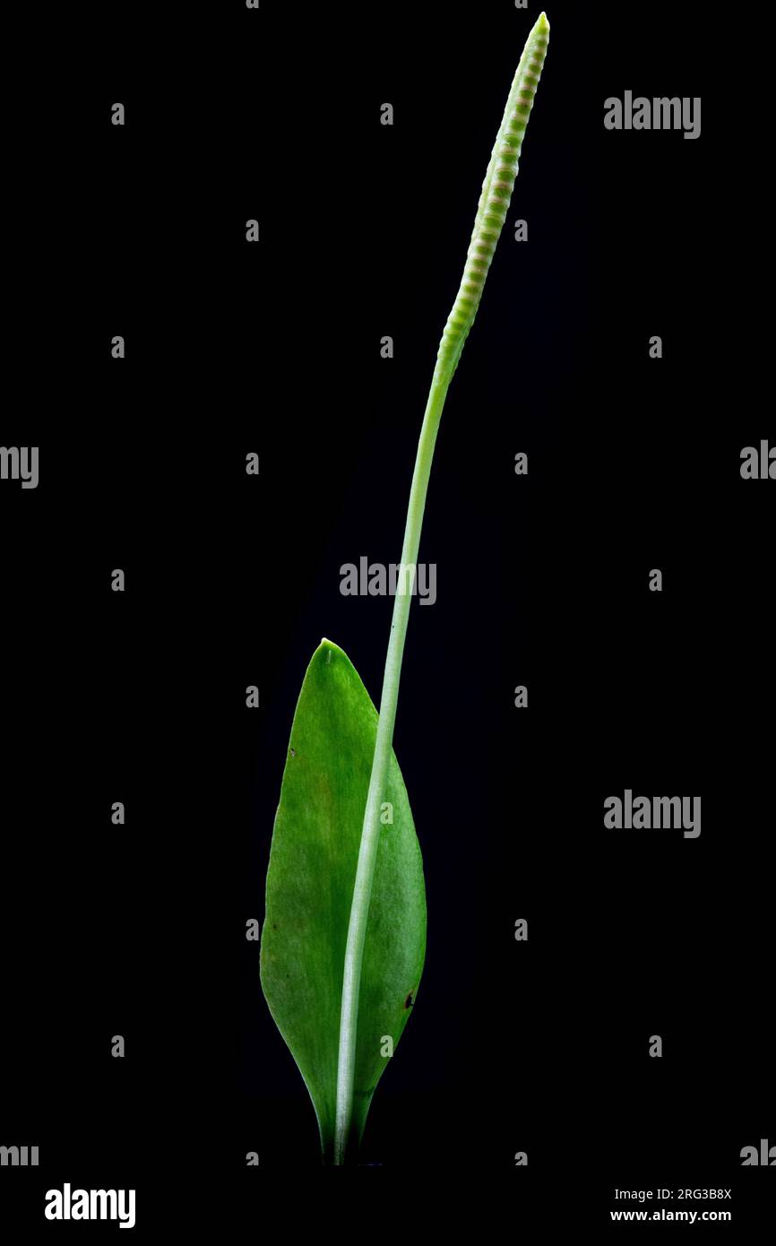 Adder's-tongue, Ophioglossum vulgatum Stock Photo