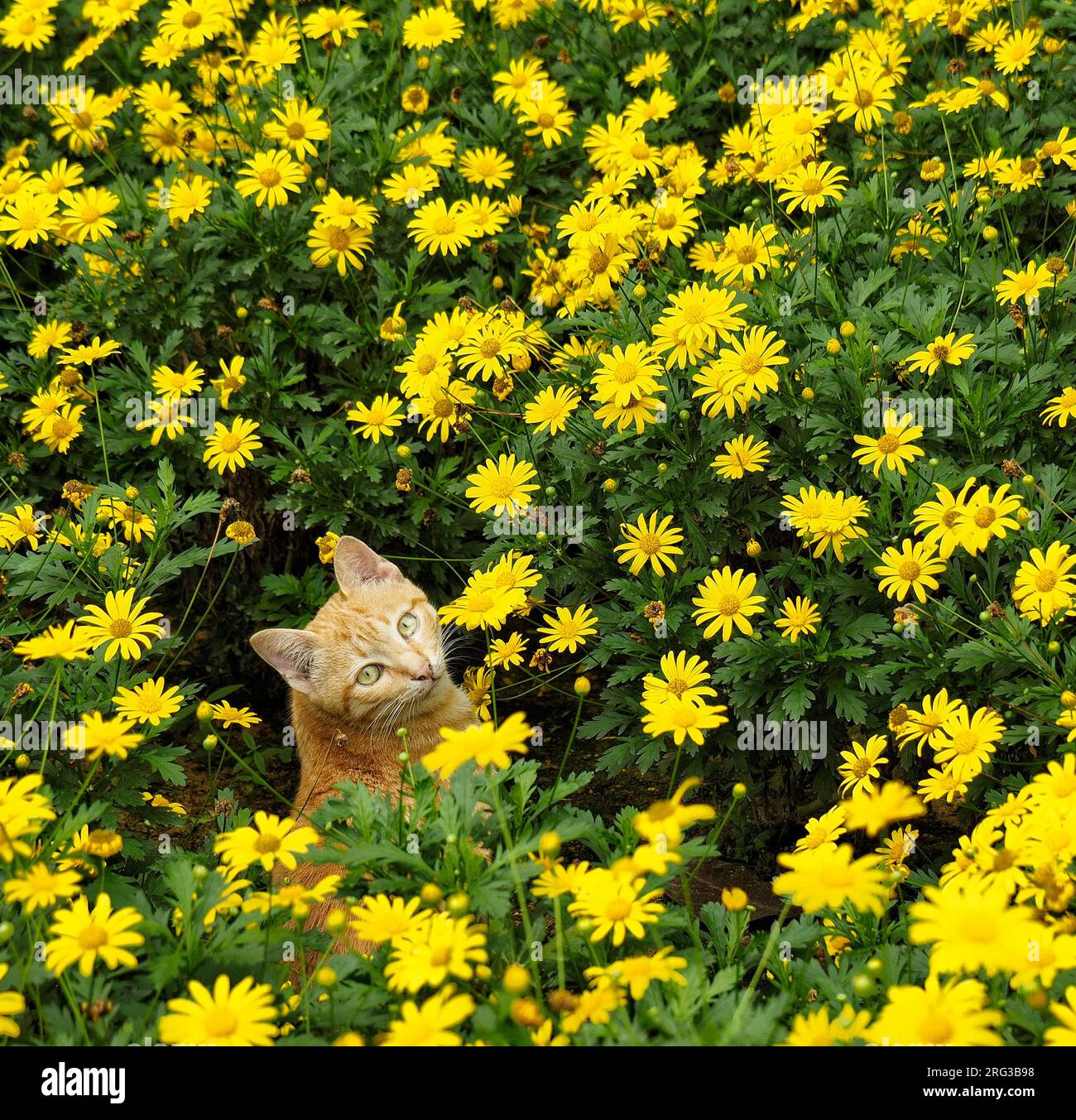 A curious cat among the yellow daisy flowers Stock Photo