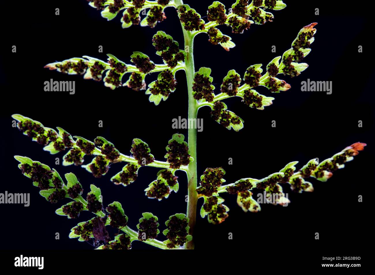 Brittle Bladder Fern, Cystopteris fragilis Stock Photo