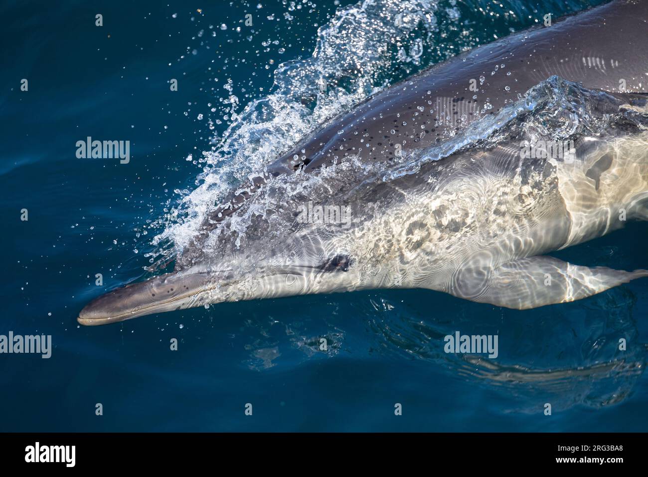 Close view of a Common dolphin (Delphinus delphis), with scratches