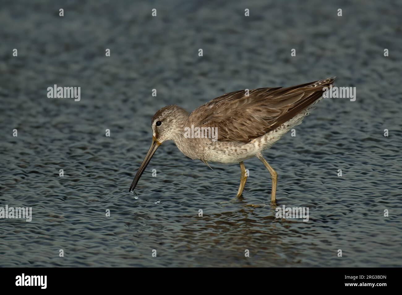 Shortbilled Dowitcher (Limnodromus griseus), side view of adult bird