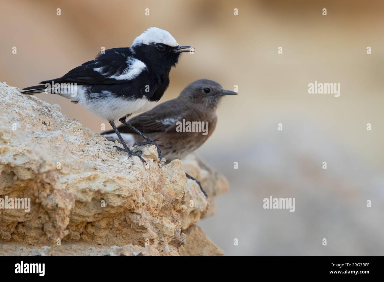 Male and female Mountain Wheatear (Myrmecocichla monticola) perched on a rock in Angola. Stock Photo