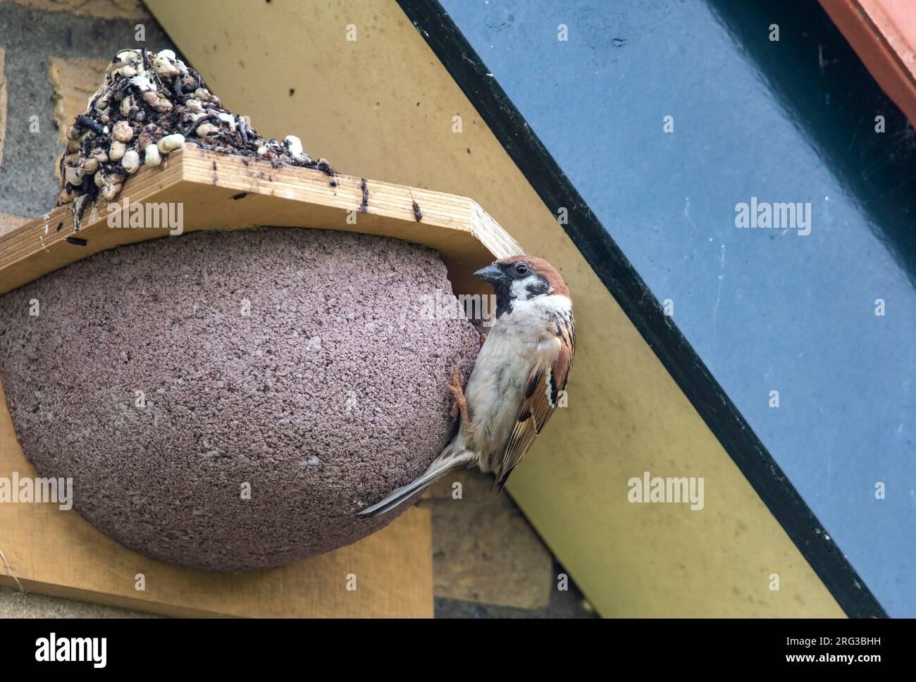 Tree sparrow breeding in house martin nesting box Stock Photo