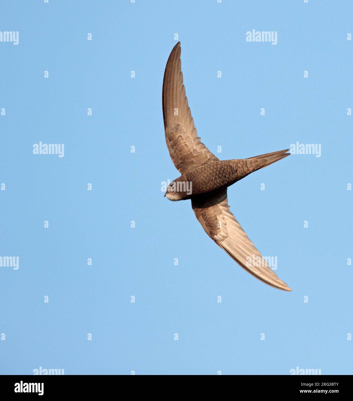 Common Swift (Apus apus) in the Netherlands. In flight Stock Photo - Alamy