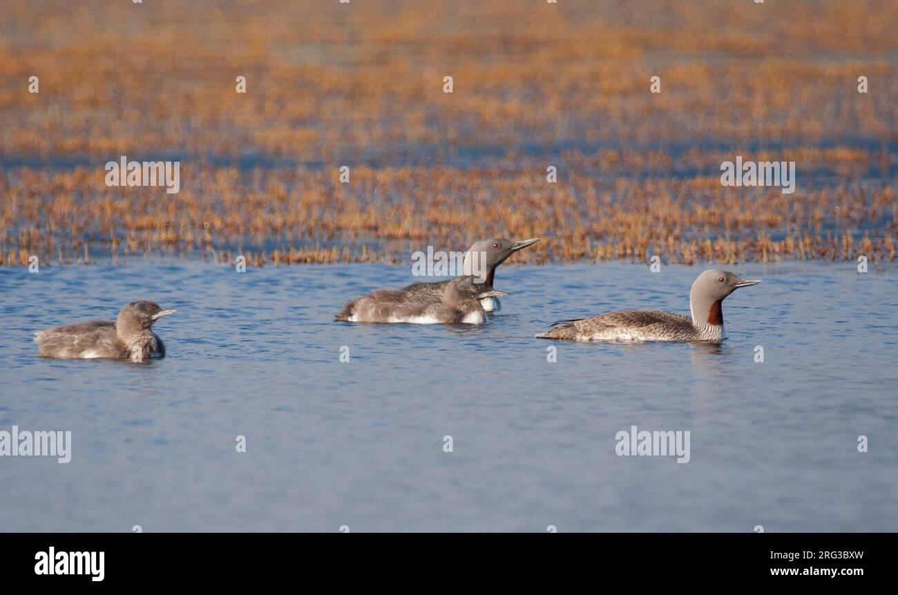 Red-throated Loon - Sterntaucher - Gavia stellata, Iceland, adult with chicks Stock Photo