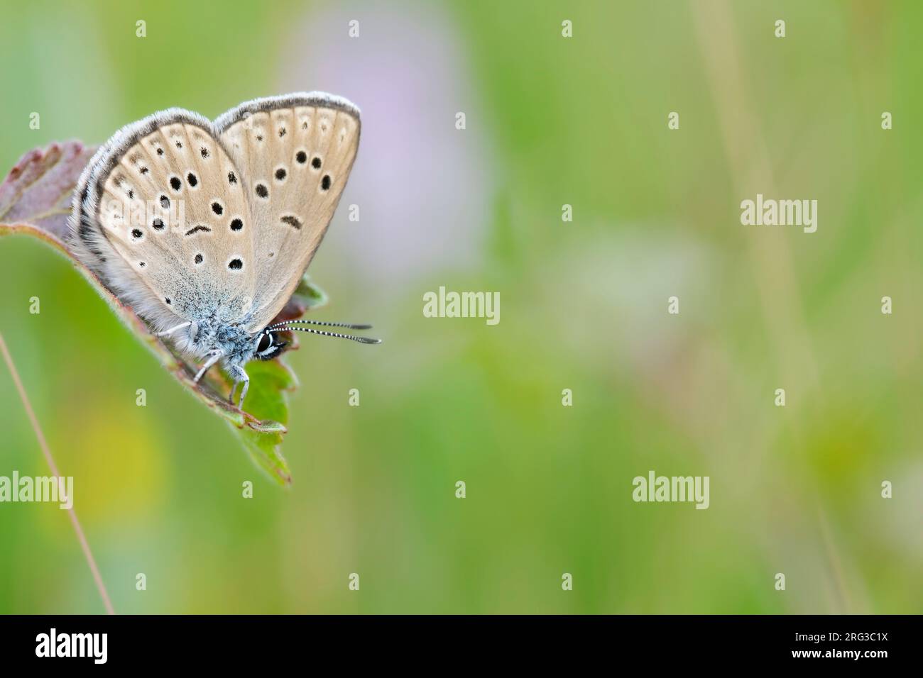 Research detail cut out hi-res stock photography and images - Alamy