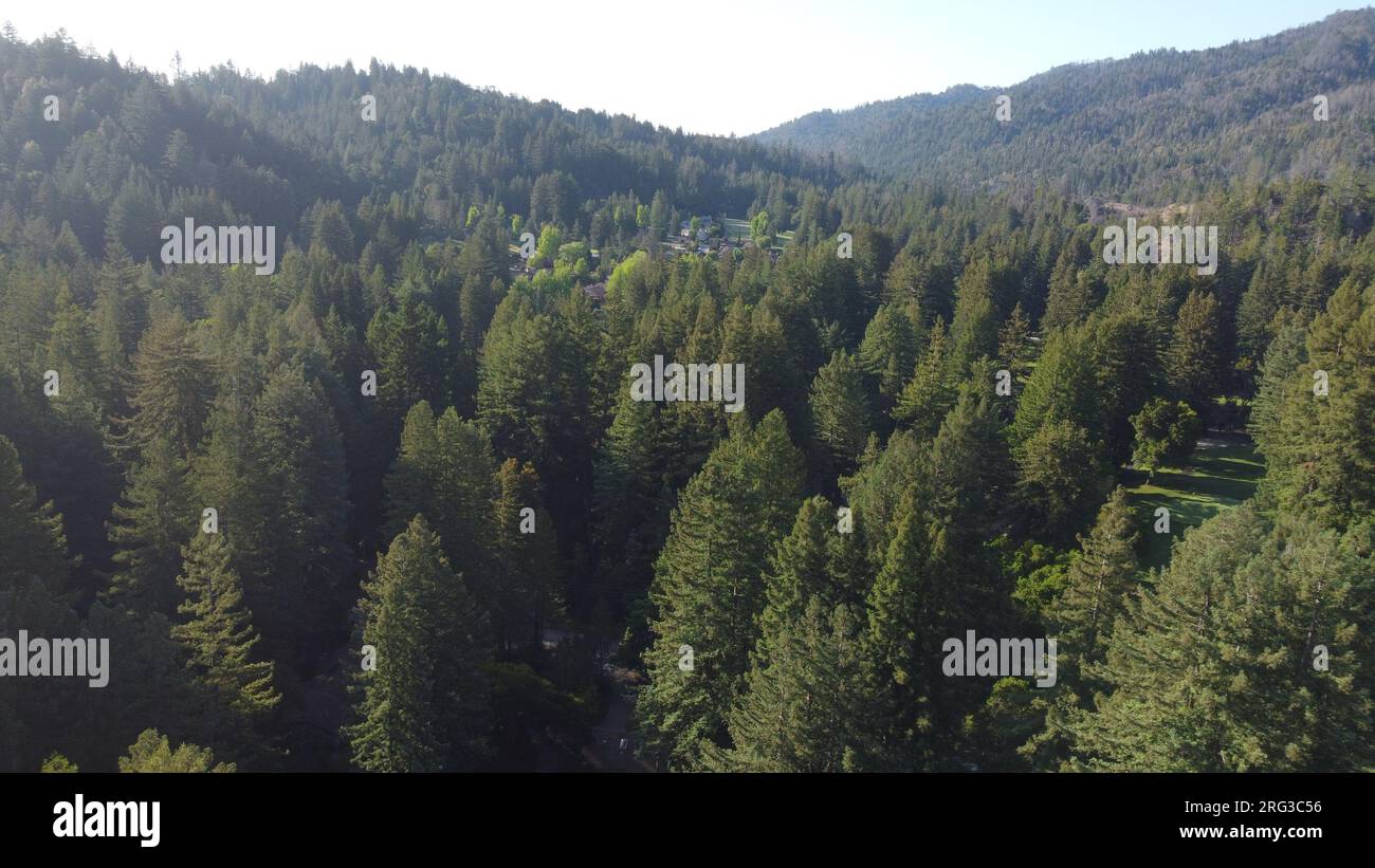 Tall Redwood Trees Stock Photo - Alamy