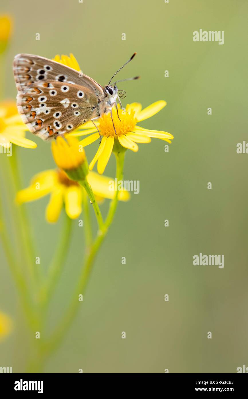 Female Chalkhill Blue Stock Photo Alamy