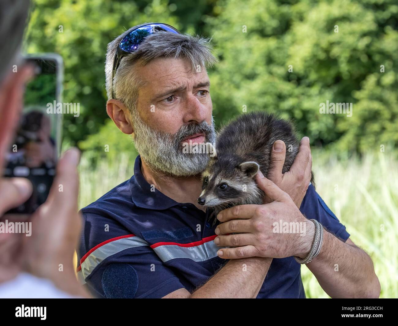 Cub Northern Raccoon (Procyon lotor) on a rescue by firemen in Rouge-Cloître, Auderghem, Brussels, Brabant, Belgium. Stock Photo