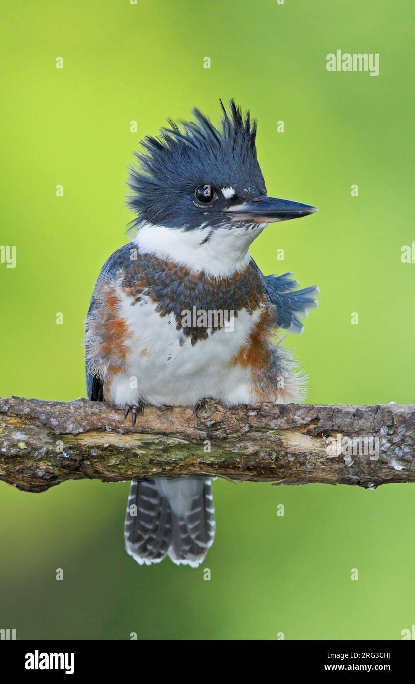 Belted Kingfisher (Ceryle alcyon)  perched on a branch in Mississauga, Ontario, Canada. Stock Photo
