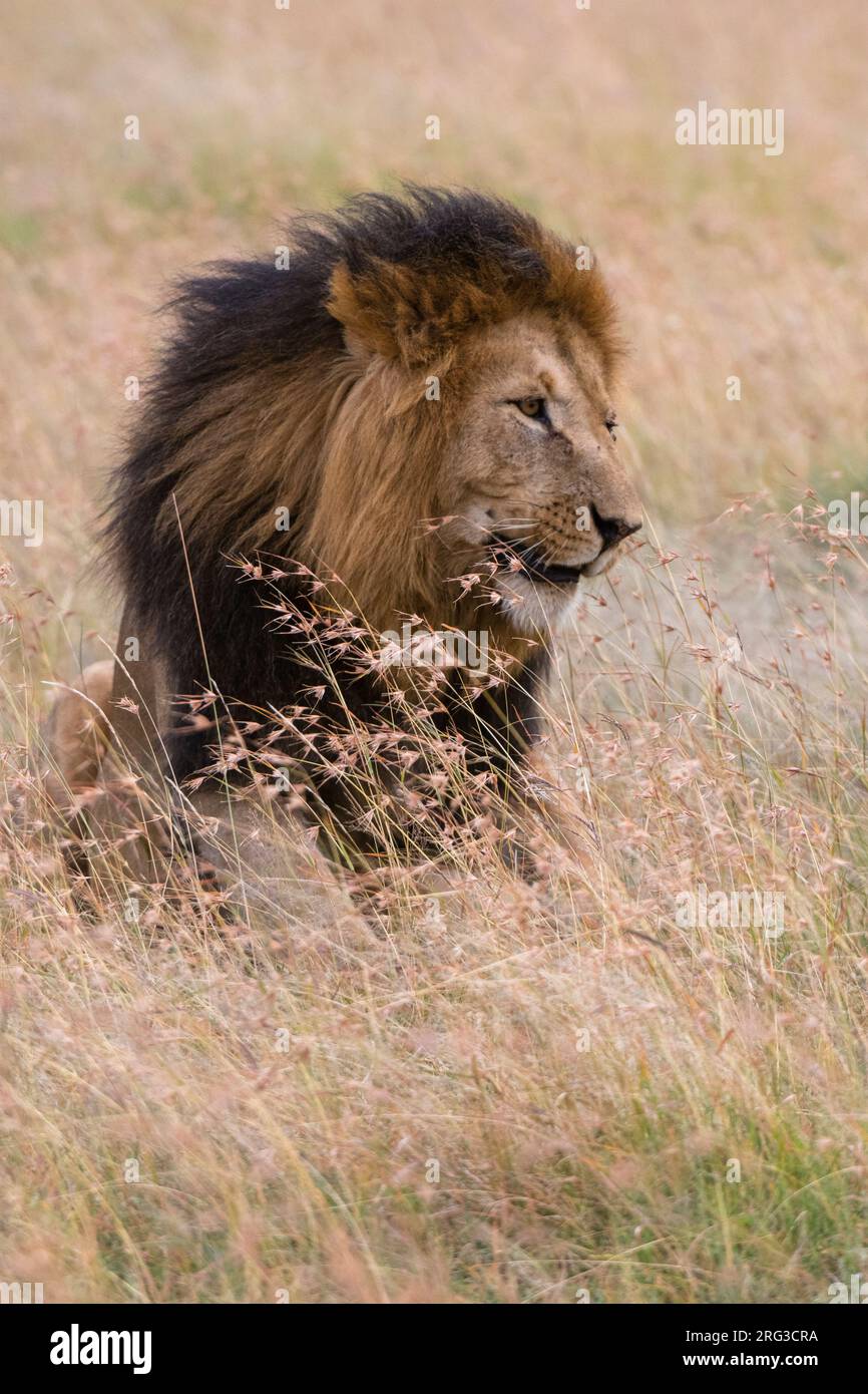 Masai mara nati hi-res stock photography and images - Alamy