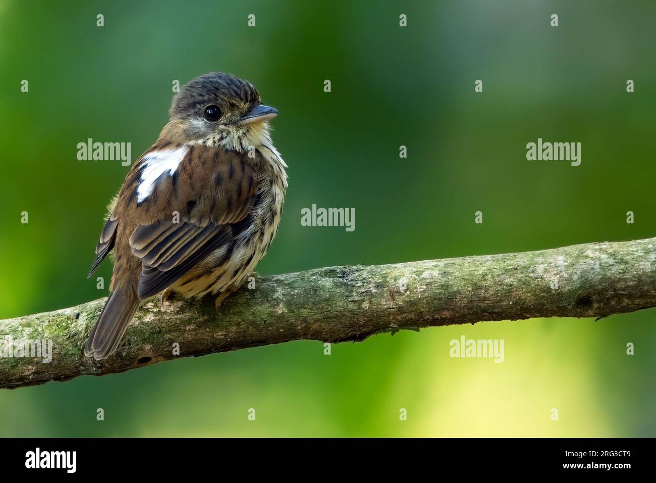Female African Broadbill (Smithornis capensis) perched on a branch in a tree in Angola. Stock Photo