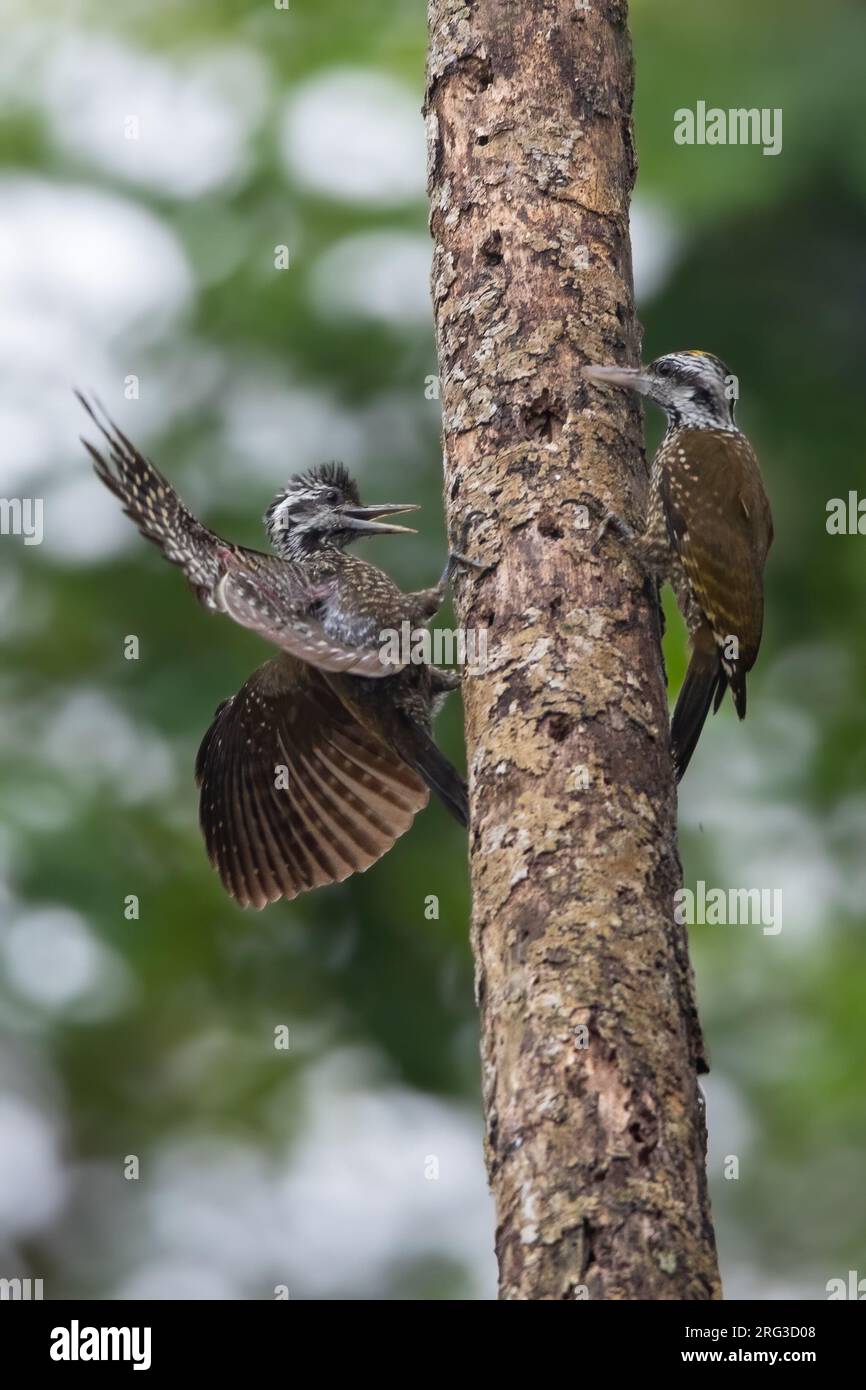 Yellow-crested Woodpecker (Chloropicus xantholophus) in Angola. Also known as the Golden-crowned Woodpecker. Stock Photo