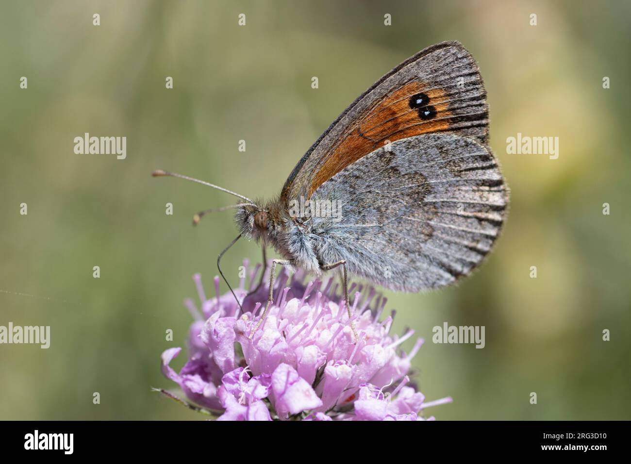 Common Brassy Ringlet (Erebia cassioides) taken the 13/07/2022 at Allos - France Stock Photo