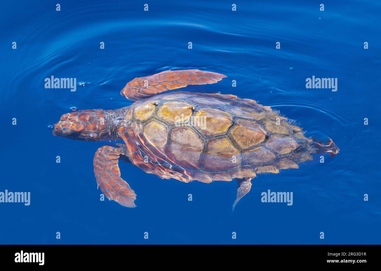 loggerhead turtle (Caretta caretta) taken the 13/09/2020 at Sanary- France. Stock Photo