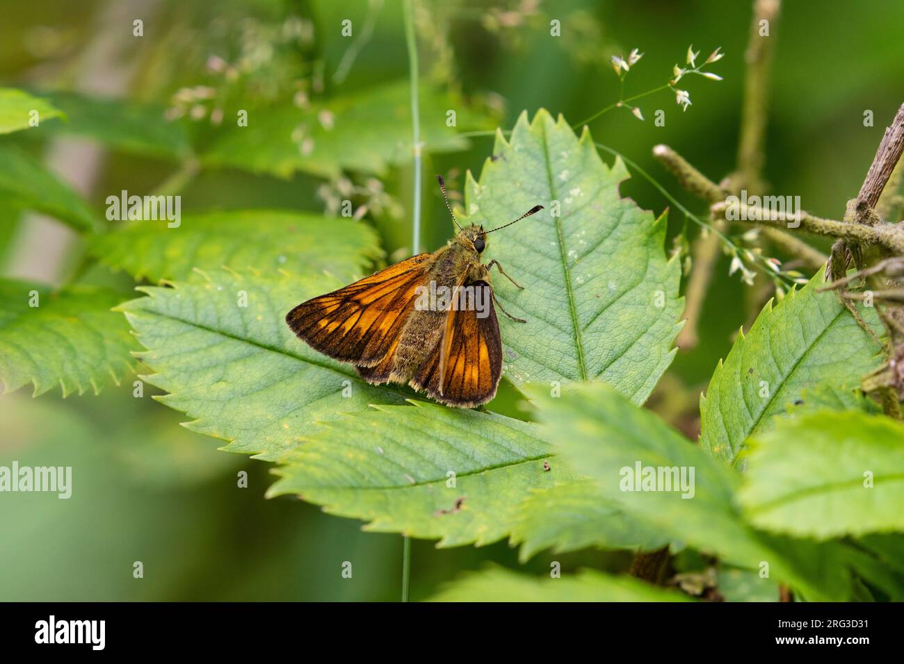 Large Skipper, Ochlodes sylvanus Stock Photo