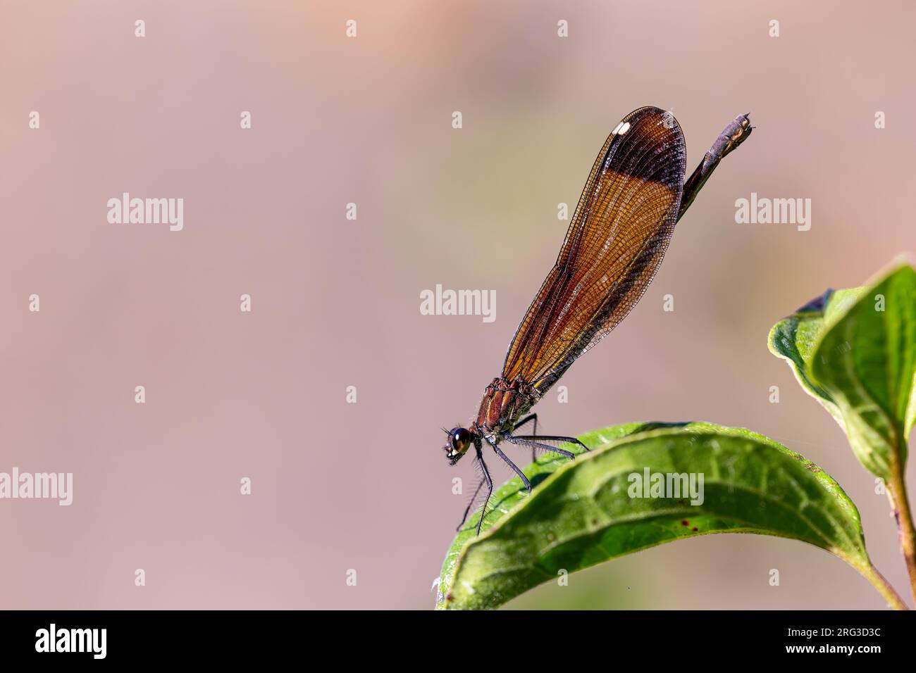 Female Imago Copper Demoiselle sits on the leaf of the  Menyanthes just above the stream Stock Photo