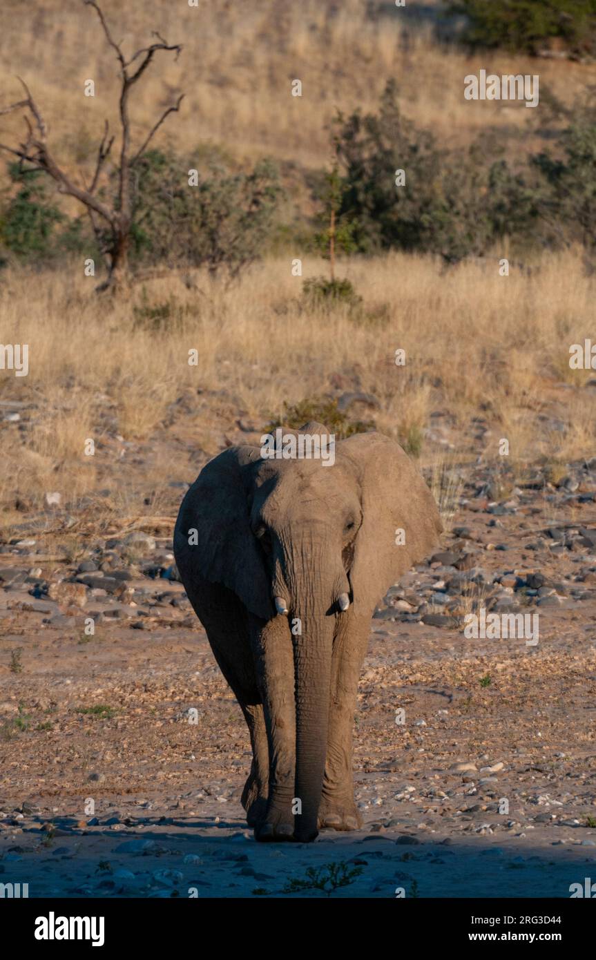 Ranger beads hi-res stock photography and images - Alamy