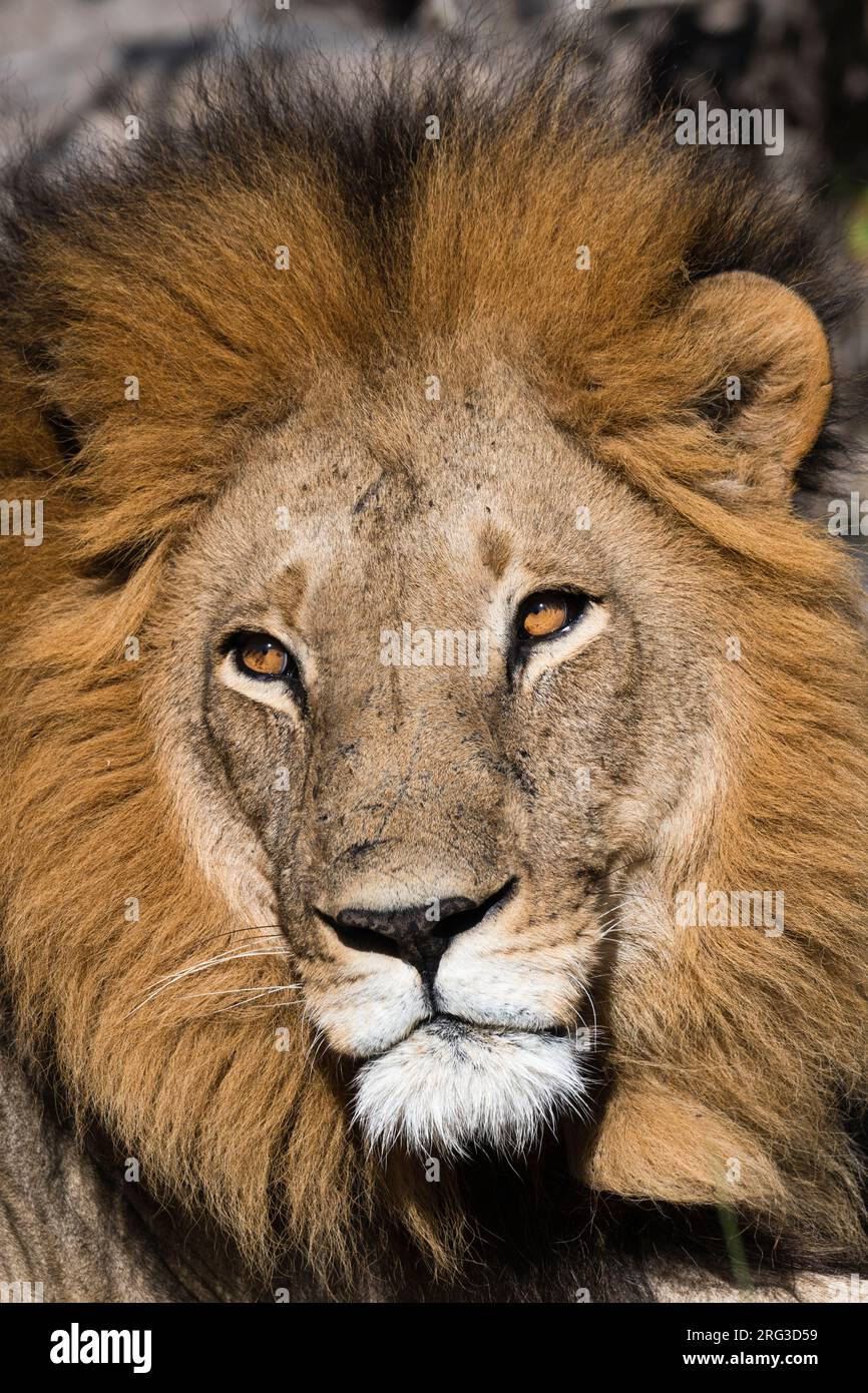 Close up portrit of a male lion, Panthera leo. Moremi Game Reserve, Okavango Delta, Botswana Stock Photo