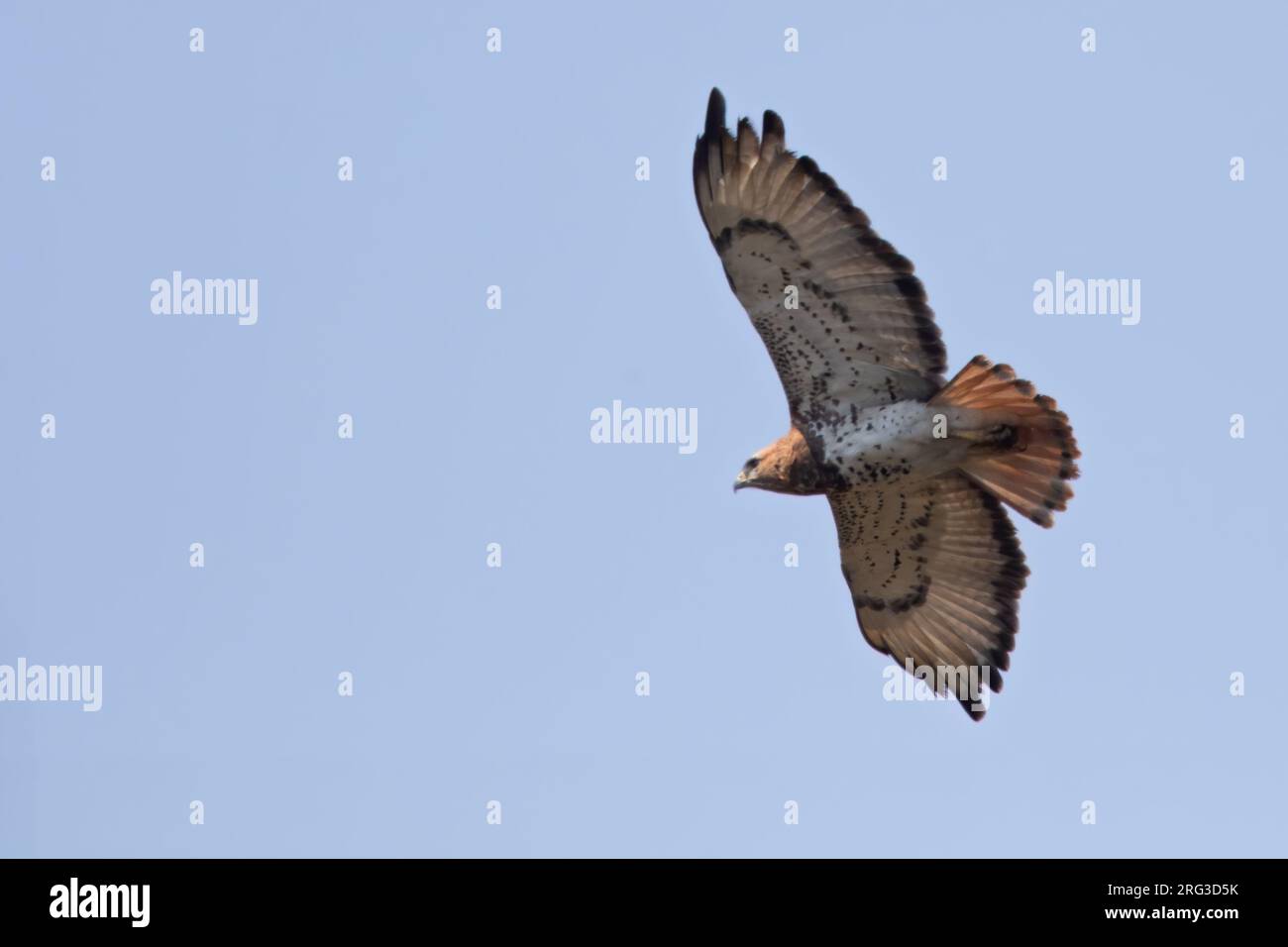 African red tailed buzzard hires stock photography and images Alamy
