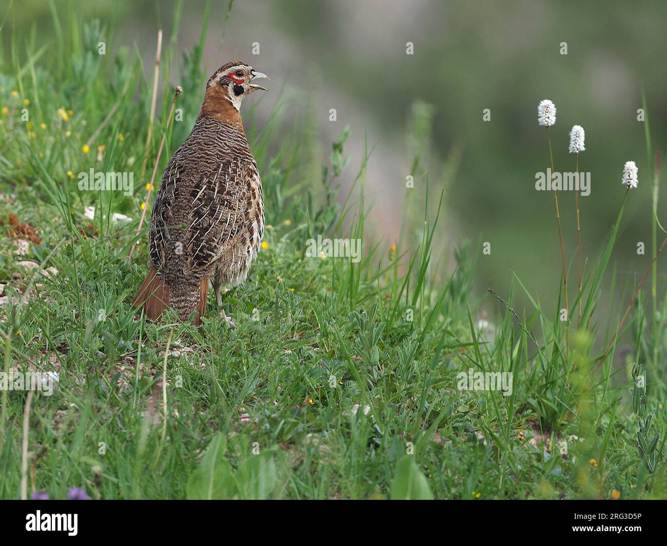 Calling male Tibetan partridge (Perdix hodgsoniae) on Tibetan plateau, Qinghai, China. Stock Photo