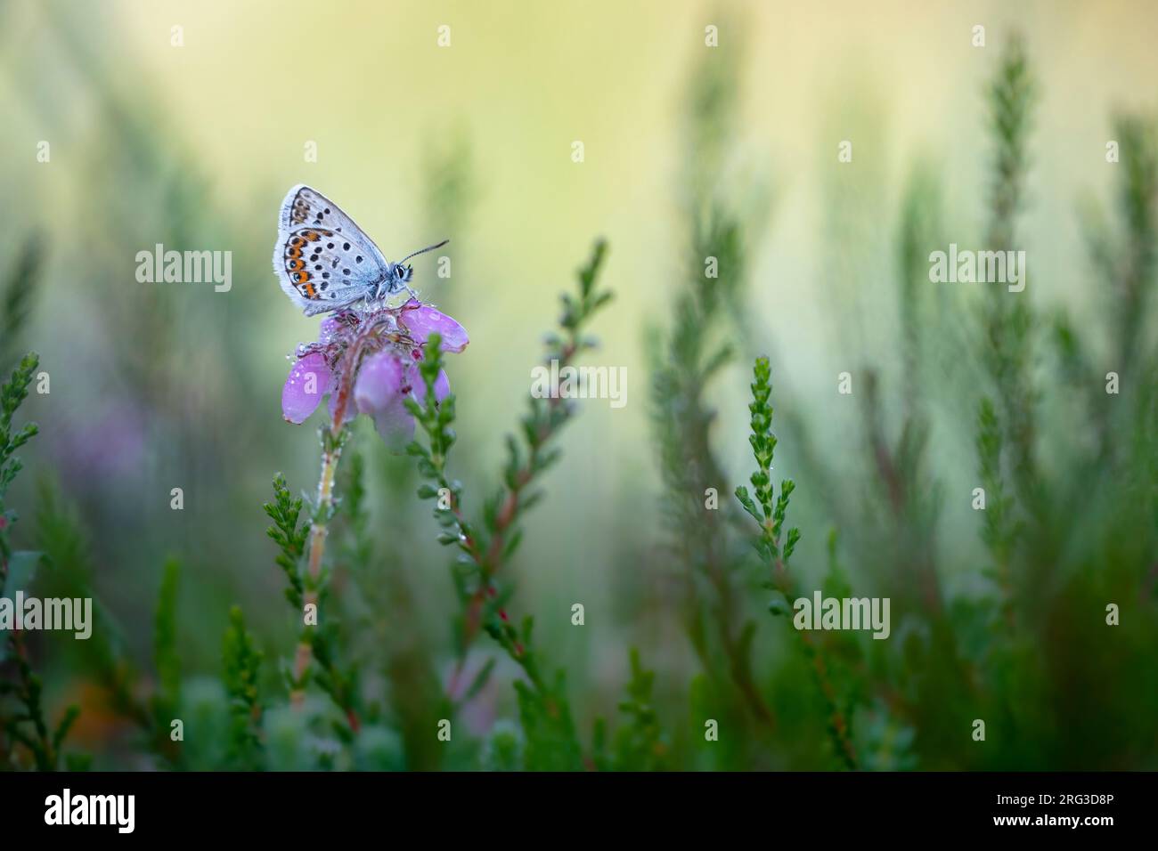 Male Silver-studded Blue Stock Photo