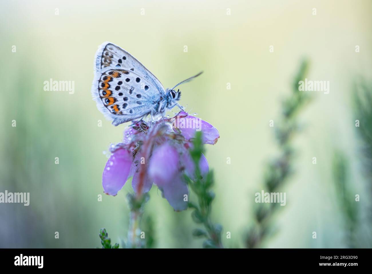 Male Silver-studded Blue Stock Photo