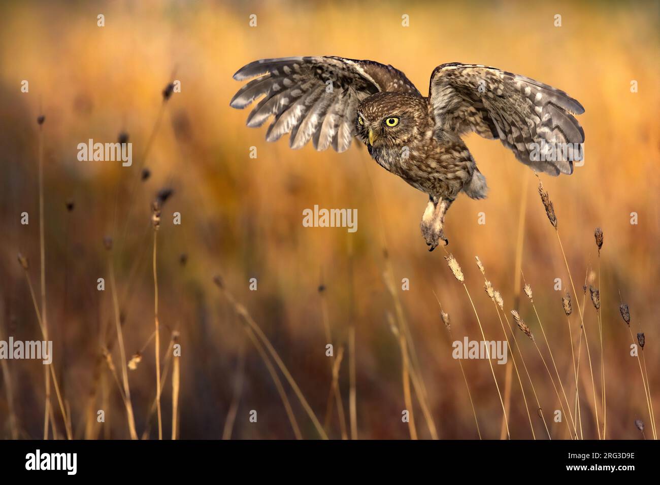 Little Owl (Athene noctua) in Italy. In flight. Stock Photo