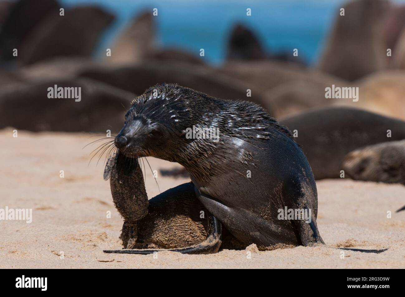 A cape fur seal pup carries a sand covered turtle at Cape Fria. Cape Fria, Skeleton Coast, Kunene, Namibia. Stock Photo