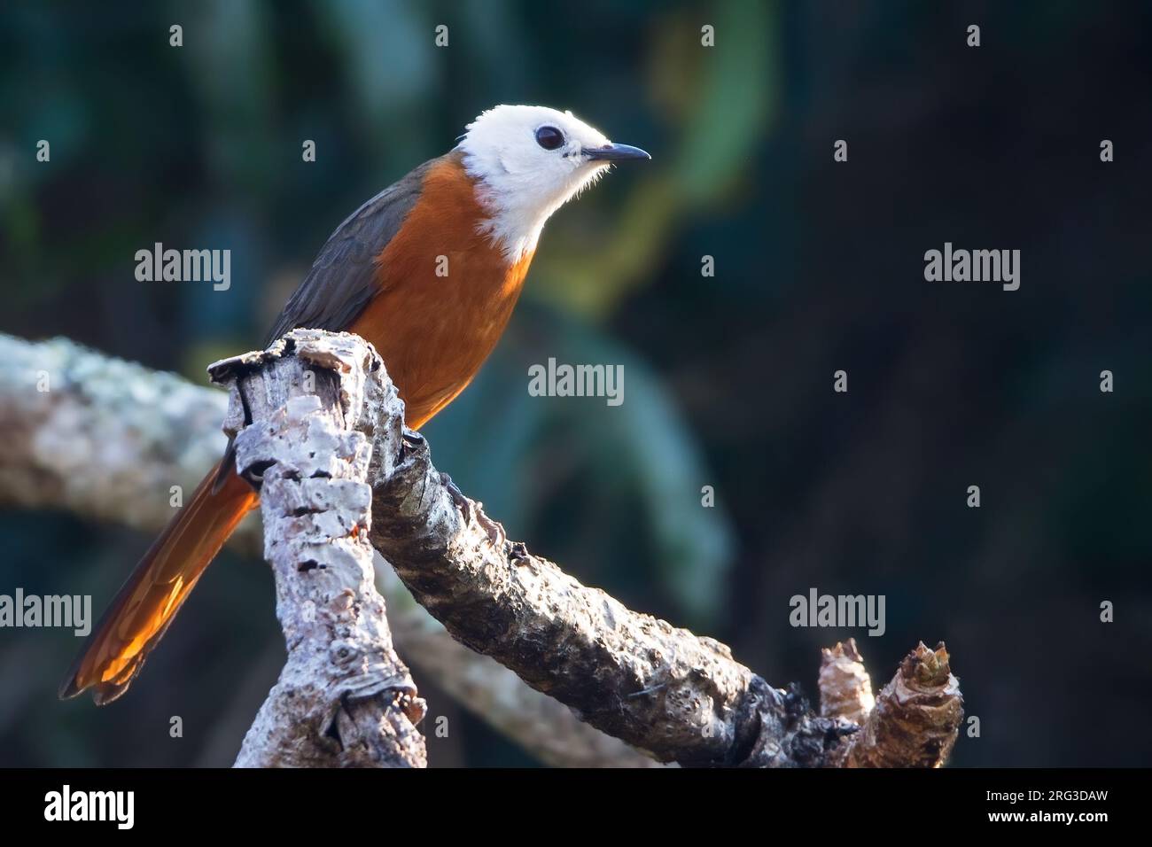 White-headed Robin-Chat (Cossypha heinrichi) perched on a branch in Angola. Stock Photo