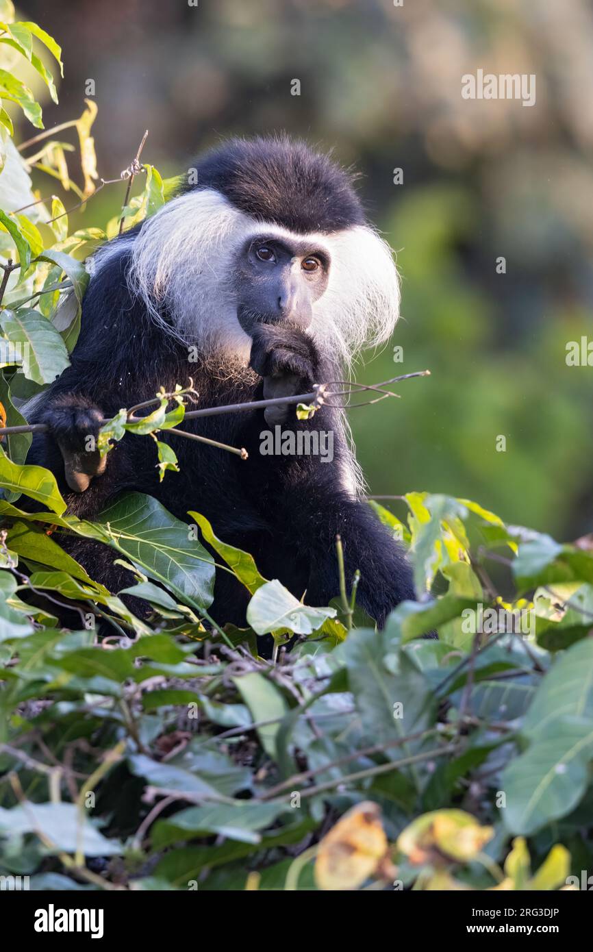 Angolan black-and-white colobus (Colobus angolensis) eating leaves in a tree in Tanzania. Stock Photo