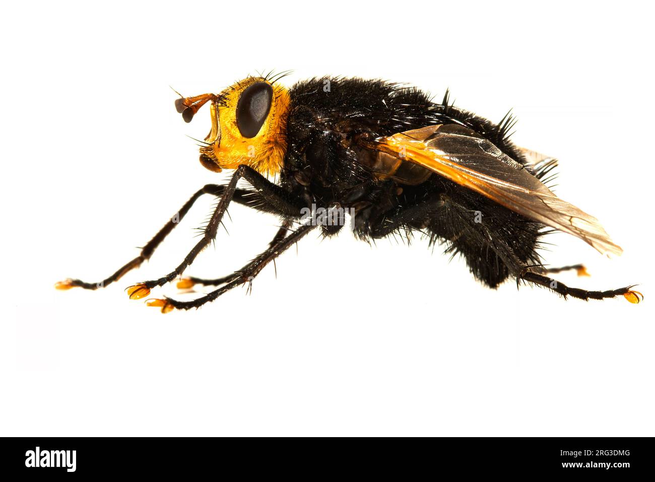 Giant tachinid fly, stekelsluipvlieg, Tachina grossa Stock Photo - Alamy